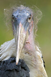 Image. Marabou Stork