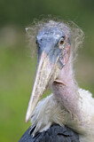 Image. Marabou Stork