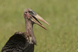 Image. Marabou Stork