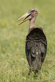 Image. Marabou Stork