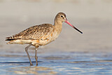 Image. Marbled Godwit