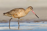 Image. Marbled Godwit