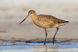 Image. Marbled Godwit