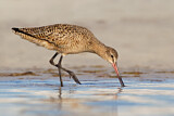 Image. Marbled Godwit