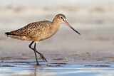 Image. Marbled Godwit