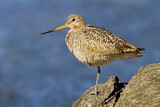 Image. Marbled Godwit