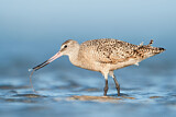 Image. Marbled Godwit