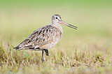 Image. Marbled Godwit