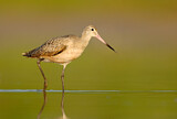 Image. Marbled Godwit