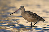 Image. Marbled Godwit