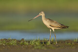 Image. Marbled Godwit