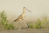 Image. Marbled Godwit