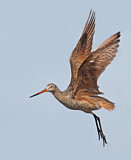 Image. Marbled Godwit