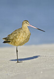 Image. Marbled Godwit