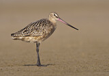 Image. Marbled Godwit