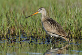 Image. Marbled Godwit