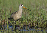 Image. Marbled Godwit