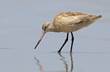 Image. Marbled Godwit
