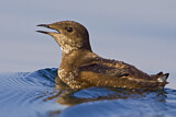 Image. Marbled Murrelet