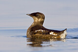 Image. Marbled Murrelet