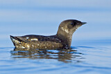 Image. Marbled Murrelet