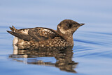 Image. Marbled Murrelet
