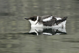 Image. Marbled Murrelet