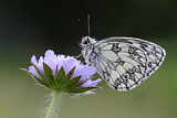 Image. Marbled White