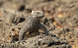 Image. Marine Iguana