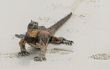 Image. Marine Iguana