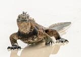 Image. Marine Iguana