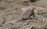 Image. Marine Iguana