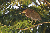 Image. Marmorreiher