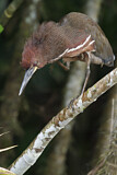 Image. Marmorreiher