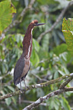 Image. Marmorreiher