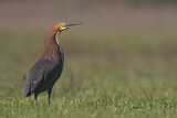 Image. Marmorreiher