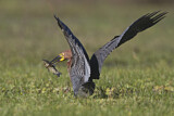 Image. Marmorreiher