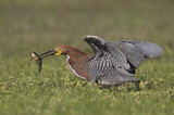 Image. Marmorreiher