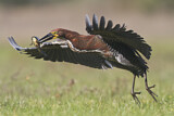 Image. Marmorreiher