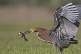 Image. Marmorreiher