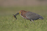Image. Marmorreiher