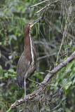 Image. Marmorreiher