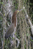 Image. Marmorreiher