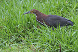 Image. Marmorreiher