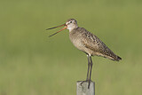 Image. Marmorschnepfe