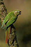 Image. Maroon-bellied Parakeet