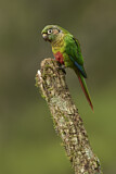 Image. Maroon-bellied Parakeet