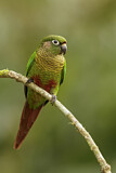 Image. Maroon-bellied Parakeet