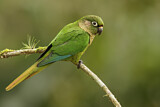 Image. Maroon-bellied Parakeet