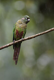 Image. Maroon-bellied Parakeet